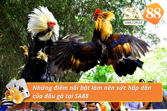 Điểm nổi bật khi trải nghiệm chọi gà tại SA88